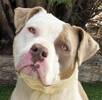 American Bully Dogs Available for Adoption - Talented Mr Troy = Ambassabull In Da Making ! | PetCurious