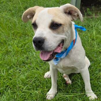 Simmons -  American Bulldog Dog for Adoption in Wiggins, Mississippi - Simmons | PetCurious