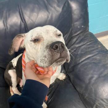 Terrier Dogs Available for Adoption - Nasa | PetCurious