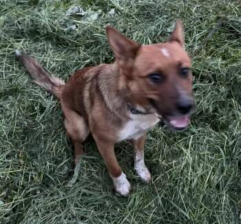 Cattle Dog Dogs Available for Adoption in Port Barrington, Illinois - Teddy  | PetCurious