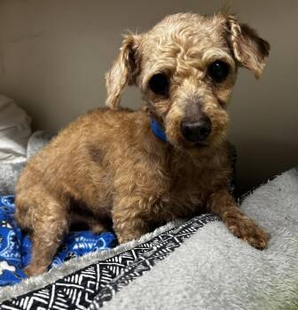 Bolt Mar 26 -  Poodle Dog for Adoption in Pacolet, South Carolina - Bolt Mar 26 | PetCurious
