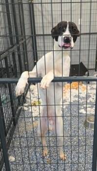 Mixed Breed Dogs Available for Adoption in Warren, Michigan - Raichu | PetCurious