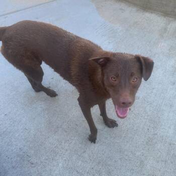 Paco 2 -  Labrador Retriever Dog for Adoption in Newport Beach, California - Paco 2 | PetCurious