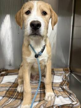 Irish Terrier Dogs Available for Adoption in Indianapolis, Indiana - GASTON | PetCurious