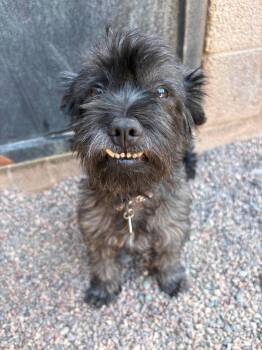 Dusk -  Miniature Poodle Dog for Adoption in Phoenix, Arizona - Dusk | PetCurious