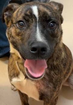 STETSON -  Pit Bull Terrier Dog for Adoption in Elizabethton, Tennessee - STETSON | PetCurious