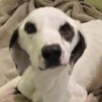 Mixed Breed Dogs Available for Adoption in East Hanover, New Jersey - Huxley | PetCurious