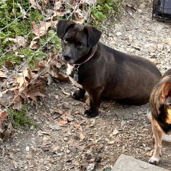 Beagle Dogs Available for Adoption in Greenfield, Tennessee - “Lil Bit | PetCurious