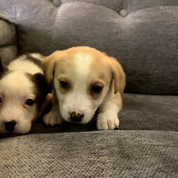 Grits -  Shepherd and Mixed Breed Dog for Adoption in Fayetteville, Arkansas - Grits | PetCurious