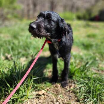 Standard Poodle and Australian Cattle Dog Blue Heeler Dogs Available for Adoption - Delta | PetCurious