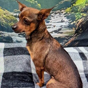 Chihuahua and Mixed Breed Dogs Available for Adoption in Richmond, California - CHALUPA | PetCurious