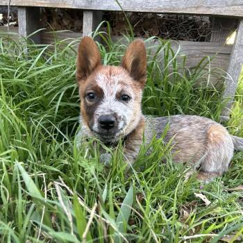 Australian Cattle Dog Blue Heeler Dogs Available for Adoption - Radney | PetCurious