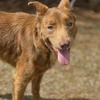 Vizsla and Australian Kelpie Dogs Available for Adoption - Sky | PetCurious