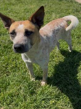 Australian Cattle Dog Blue Heeler and Mixed Breed Dogs Available for Adoption - RED | PetCurious