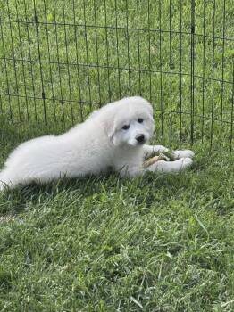 Fonzi -  Maremma Sheepdog Dog for Adoption in Sprakers, New York - Fonzi | PetCurious