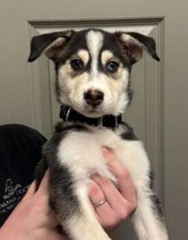 Molly -  Siberian Husky Dog for Adoption in Littleton, Colorado - Molly | PetCurious