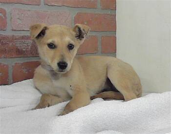 German Shepherd Dog and Mixed Breed Dogs Available for Adoption - ZOE | PetCurious