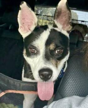 Rescue Rat Terrier and Australian Cattle Dog Blue Heeler Dogs for Adoption in Bethel, Connecticut - Lola | PetCurious