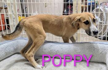 Poppy -  Shepherd and Great Dane Dog for Adoption in Thornton, Colorado - Poppy | PetCurious