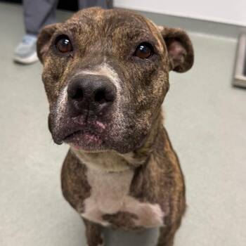 Jelly -  Terrier and Mixed Breed Dog for Adoption in Abilene, Texas - Jelly | PetCurious