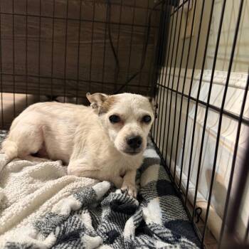 Abanshee -  Chihuahua and Mixed Breed Dog for Adoption in Parkersburg, West Virginia - Abanshee | PetCurious