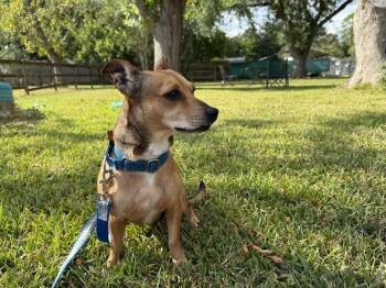 Shelly Loo WooHoo The Mini Bestie -  Chihuahua and Jack Russell Terrier Dog for Adoption in Friendswood, Texas - Shelly Loo WooHoo The Mini Bestie | PetCurious