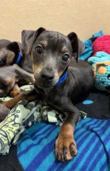 Mixed Breed Dogs Available for Adoption - Doritos | PetCurious