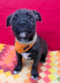 Ernie -  Schnauzer Dog for Adoption in Sedalia, Colorado - Ernie | PetCurious