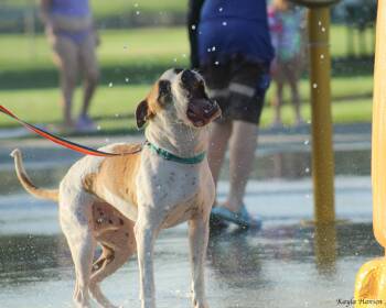 Rescue Pit Bull Terrier Dogs for Adoption in Richland, Washington - Buster | PetCurious
