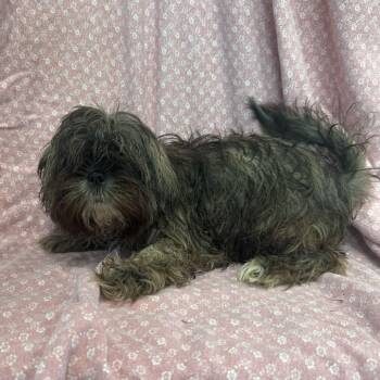 Hermes -  Shih Tzu and Mixed Breed Dog for Adoption in San Antonio, Texas - Hermes | PetCurious