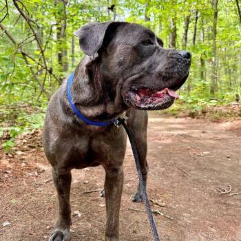 Jax -  Cane Corso Dog for Adoption in Kennebunk, Maine - Jax | PetCurious
