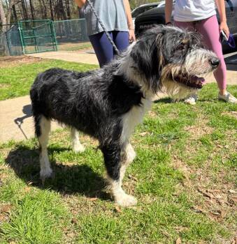 Border Terrier Dogs Available for Adoption - Bingo | PetCurious