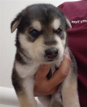 A659303 -  German Shepherd Dog Dog for Adoption in Houston, Texas - A659303 | PetCurious
