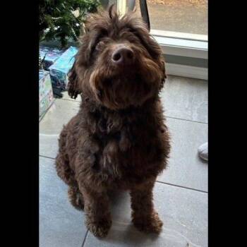 Black Labrador Retriever and Poodle Dogs Available for Adoption - Boden | PetCurious