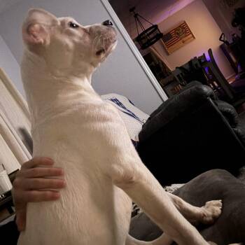 Rescue American Staffordshire Terrier Dogs for Adoption in Blacksburg, Virginia - Coco | PetCurious