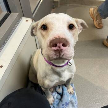 Moira -  Labrador Retriever and American Staffordshire Terrier Dog for Adoption in Lynchburg, Virginia - Moira | PetCurious