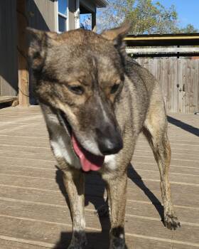 Shepherd Dogs Available for Adoption - Ben 2 | PetCurious