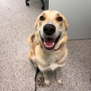 Axel -  Labrador Retriever and Mixed Breed Dog for Adoption in Clavet, Saskatchewan - Axel | PetCurious