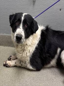 Rescue Great Pyrenees and Border Collie Dogs for Adoption in Las Vegas, Nevada - MAYA | PetCurious
