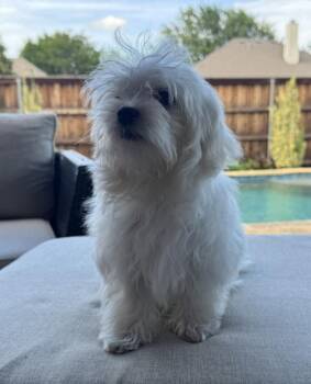 Maltese Dogs Available for Adoption in Mckinney, Texas - Bella | PetCurious