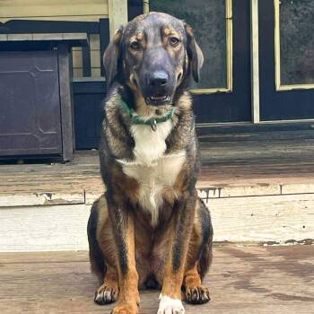 Shepherd and Labrador Retriever Dogs Available for Adoption in Chatham, New Jersey - Brooklyn | PetCurious