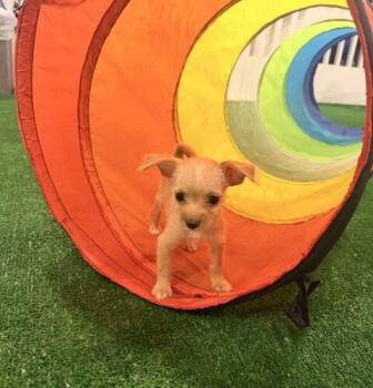 Bumble -  Chihuahua and Terrier Dog for Adoption in Henderson, Nevada - Bumble | PetCurious