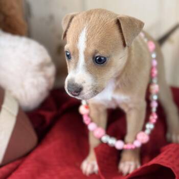 Piper -  Corgi and Jack Russell Terrier Dog for Adoption in Atlanta, Texas - Piper | PetCurious