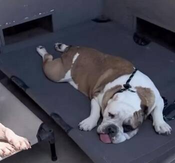 Rescue English Bulldog Dogs for Adoption in Eagle, Idaho - Bubba | PetCurious