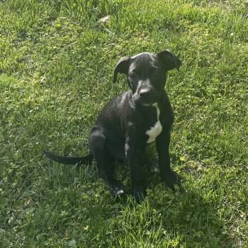 Mixed Breed Dogs Available for Adoption in Columbia, Maryland - Luffy | PetCurious