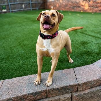 Darcy -  Labrador Retriever and Pit Bull Terrier Dog Available for Adoption in Chatham, New Jersey - Darcy | PetCurious
