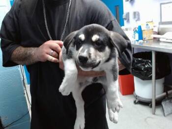 KEEGAN -  Husky and Pit Bull Terrier Dog for Adoption in Albuquerque, New Mexico - KEEGAN | PetCurious