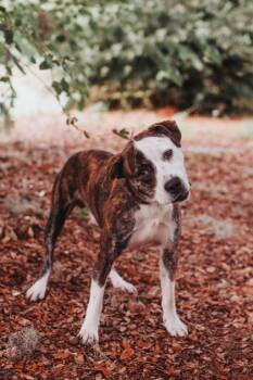 04685B Gus -  American Staffordshire Terrier and Mixed Breed Dog for Adoption in North Charleston, South Carolina - 04685B Gus | PetCurious