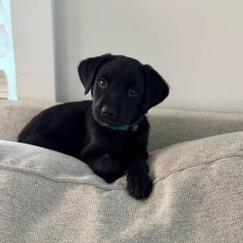 Mixed Breed Dogs Available for Adoption in West Olive, Michigan - Lyric | PetCurious