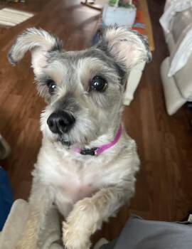 Schnauzer Dogs Available for Adoption in Albany, New York - Sassy | PetCurious